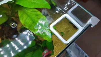 кольцо для кормушки для рыбы