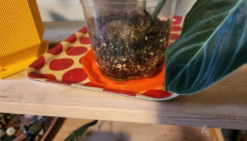 Дренажный лоток для растений с воронкой - режим "Ваза"... 1