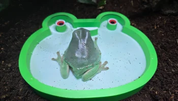 Милая миска с водой в виде лягушки для рептилий и земнов... Милая миска с водой в виде лягушки для рептилий и земнов...