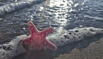 Брелок в виде морской звезды 1