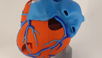 Подставка для анатомического сердца 9
