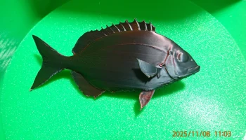 Белый морской лещ/рыба сарго (Diplodus sargus)... 4