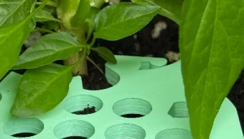 Plant Pal Leaf Guard 2