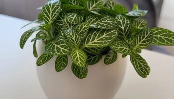 Mini Vase