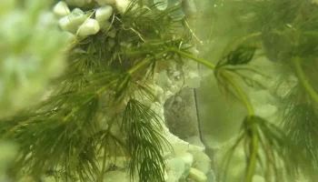 Aquarium Cave 1 Remix - Snail Escape Hole Edition 2