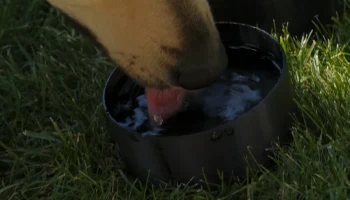 Миска для собаки Nalgene - Hundetrinknapf&uuml;r 1L Nalgene-F... 3