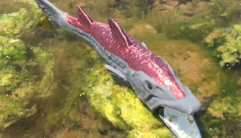 Barracuda Barracuda