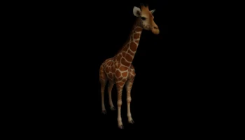 Giraffe Giraffe