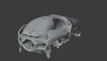 Agile Wallaby Skull 4