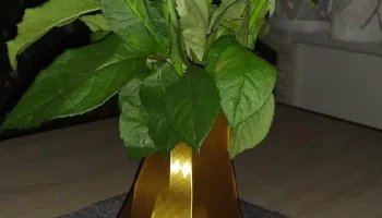 v&aacute;za/vase 1