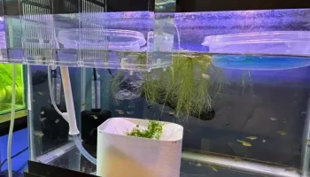 Автоматический сборщик яиц