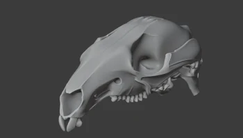 Agile Wallaby Skull 2