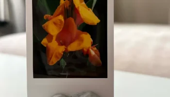 Держатель для фотографий спящего кота низкополигональная....