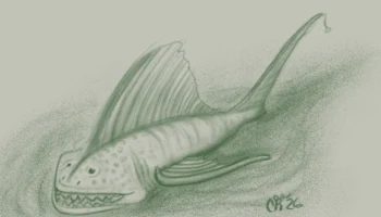 Sand Fish 5