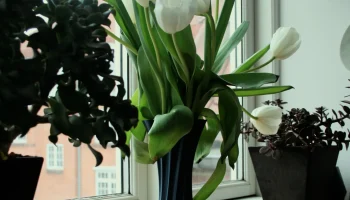 Vase V2 1