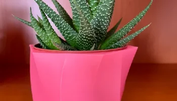 Ваза для Ikea Succulent Gasteria