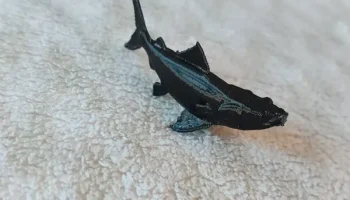 Carpa Fish 1