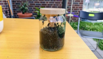 Ловушка для мух 2