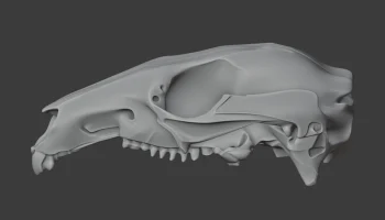 Agile Wallaby Skull 5