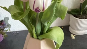 Vase Beige