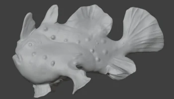 Frogfish 3