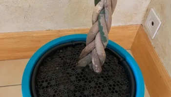Защитник почвы для вазы от малышей......