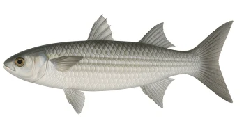 Плоскоголовая серая кефаль/Бури (Mugil cephalus) 1