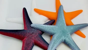 Sea Star