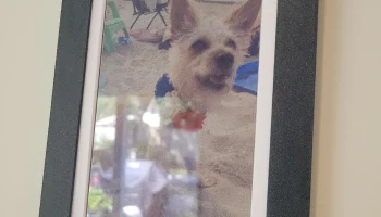 Рамка Waveshare e-ink ESP32 S3 PhotoPainter 7