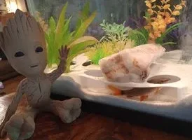 Fish Cave