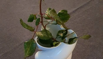 Gro&szlig;e Vase mit Zylinderform f&uuml;r Blumen - Большая ваза цил...