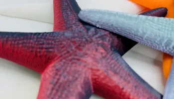 Sea Star 1