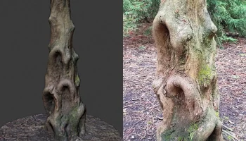 Ваза и булава из ствола дерева Dawn Redwood... 1