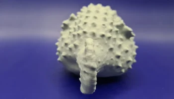 Blowfish 5
