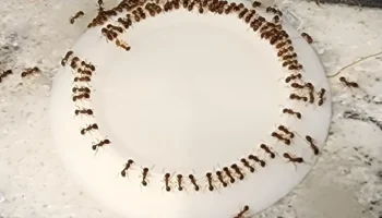 Блюдо для приманки для сахарных муравьев