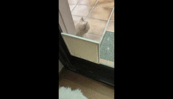 Дверца для кошки от мух с магнитами...... 1