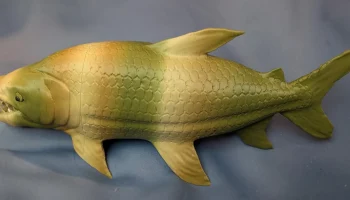 Hydrocynus goliath (Тигровая рыба-голиаф) 1