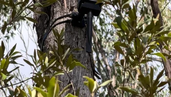 Светильник Bunnings Owl Light - крепление на дереве 1