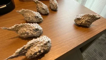 Тихоокеанский колючий пинцет (Eumicrotremus orbis) Тихоокеанский колючий пинцет (Eumicrotremus orbis)