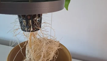 Kratky симпатичная ваза 126 мм 2