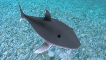 Shark baby