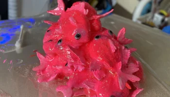 Fish Pile