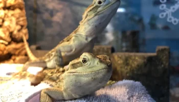 Клубок проблем 2