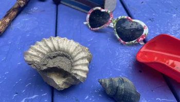 Ammonite