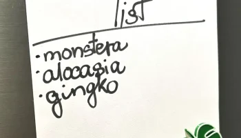 Магнит из листьев алоказии 2
