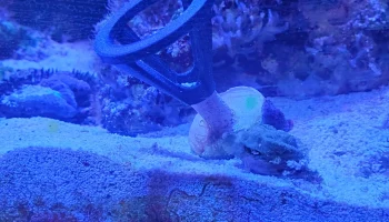Подставка для коралловых фрагментов... 1