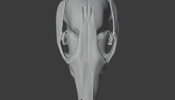 Agile Wallaby Skull 6