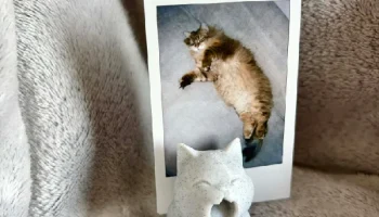 Держатель для фотографий зевающего кота...... 1