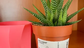 Ваза для Ikea Succulent Gasteria 1