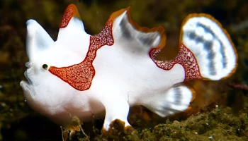 Frogfish 5